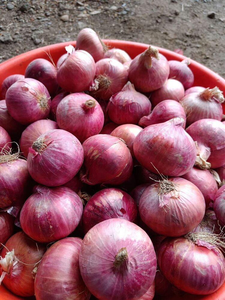 Onion /পেঁয়াজ