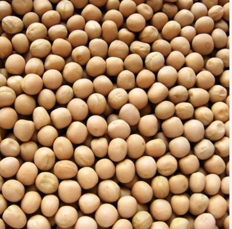 MATAR (মটর গোটা)